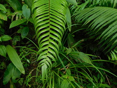 Pneumatopteris callosa