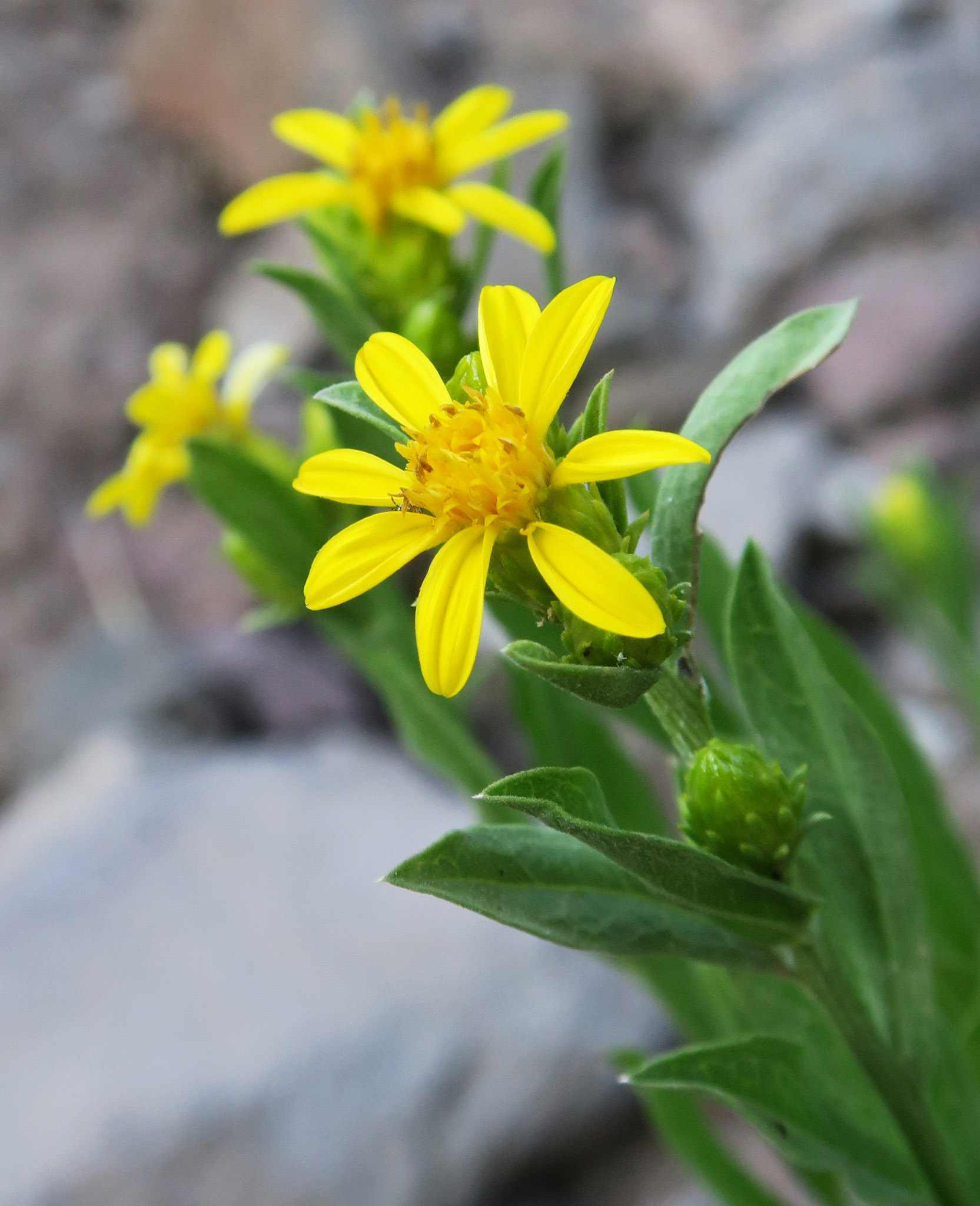 Columbiadoria hallii