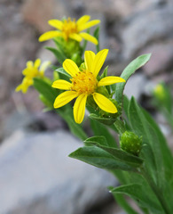 Columbiadoria hallii