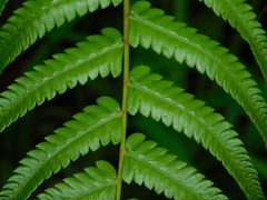 Pneumatopteris callosa