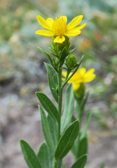 Columbiadoria hallii