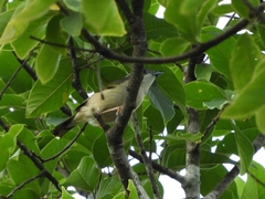 Pteruthius aeralatus