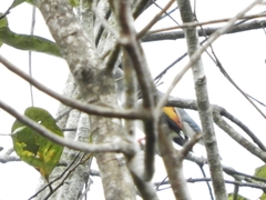 Pteruthius aeralatus