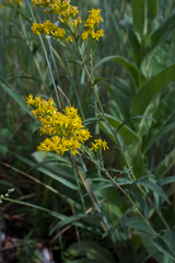 Solidago velutina sparsiflora