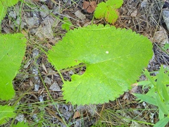 Phlomoides tuberosa