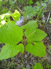 Phlomoides tuberosa