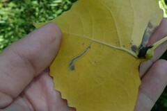 Stigmella populetorum