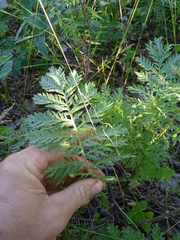 Artemisia armeniaca