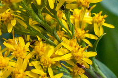 Solidago velutina sparsiflora