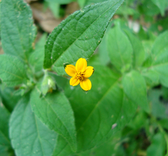 Sclerocarpus divaricatus