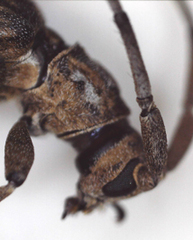 Planodema bimaculata