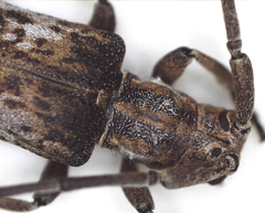 Planodema bimaculata