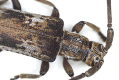 Planodema bimaculata