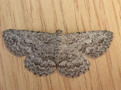 Psilosticha absorpta