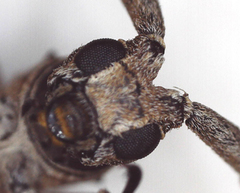 Planodema bimaculata