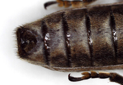 Planodema bimaculata