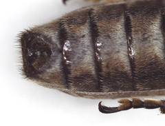 Planodema bimaculata