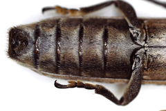 Planodema bimaculata