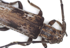 Planodema bimaculata