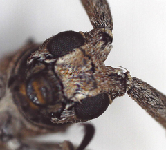 Planodema bimaculata