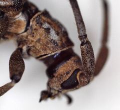 Planodema bimaculata