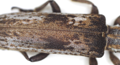 Planodema bimaculata