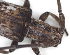 Planodema bimaculata