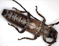 Planodema bimaculata