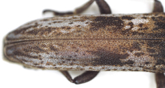 Planodema bimaculata