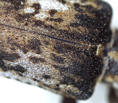 Planodema bimaculata