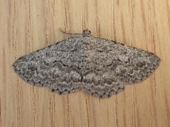 Psilosticha absorpta