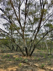 Eucalyptus oleosa oleosa