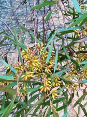 Eucalyptus oleosa oleosa