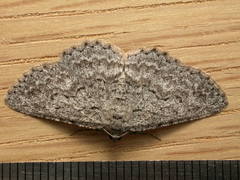 Psilosticha absorpta