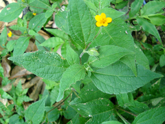 Sclerocarpus divaricatus