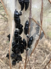 Delias harpalyce