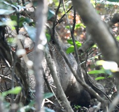 Sus scrofa moupinensis