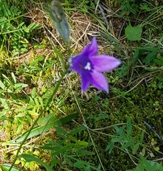 Campanula stevenii