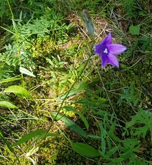 Campanula stevenii