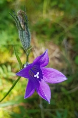 Campanula stevenii