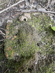 Hygroamblystegium humile