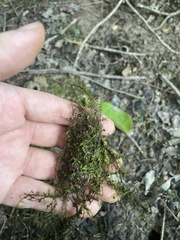 Hygroamblystegium humile