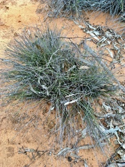 Schoenus subaphyllus