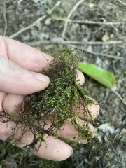 Hygroamblystegium humile