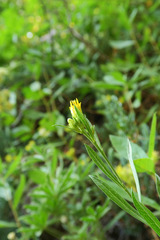 Columbiadoria hallii