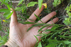 Columbiadoria hallii