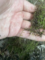 Hygroamblystegium humile