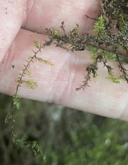 Hygroamblystegium humile