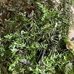 Hygroamblystegium humile