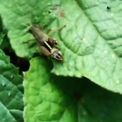 Peripolus